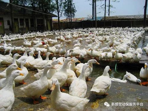 關(guān)于蛋鴨行情的預(yù)測，2025年4月的趨勢分析